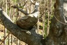 El faig de la pedra, nou arbre monumental a la Jonquera