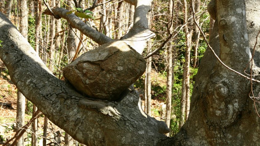 El faig de la pedra, nou arbre monumental a la Jonquera