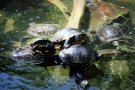 Campanya de micromecenatge per finançar un estudi de la tortuga mediterrània