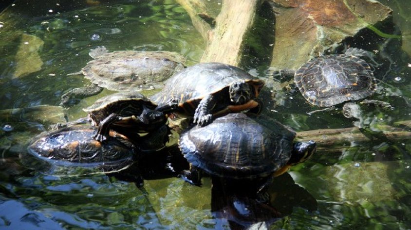 Campanya de micromecenatge per finançar un estudi de la tortuga mediterrània