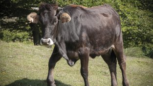 La vaca de l’Albera, una de les estrelles de Bos Taurozos