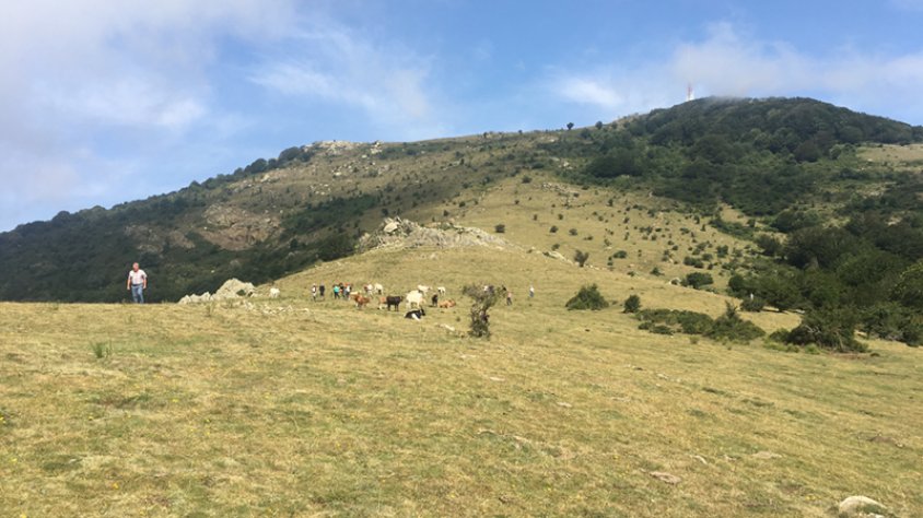 Vaques pasturant a la carena de l'Albera, encara força verda malgrat la manca de pluges, el passat 18 de juliol