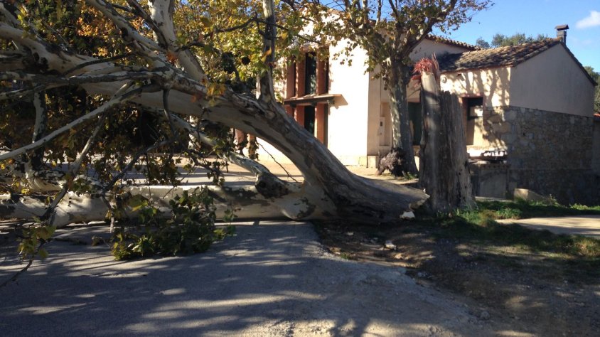 L'arbre caigut al costat del local dels caçadors