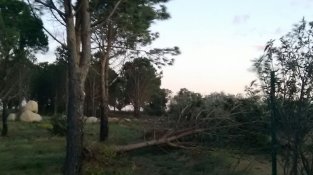 Arbres caiguts a boscos, camps i carreteres