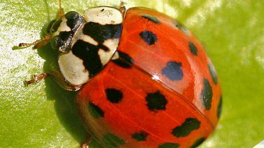 Marieta asiàtica