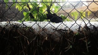 Els gruixos acumulats van ser considerables