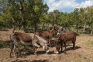 Cantallops recupera el pasturatge de burres per prevenir els incendis forestals