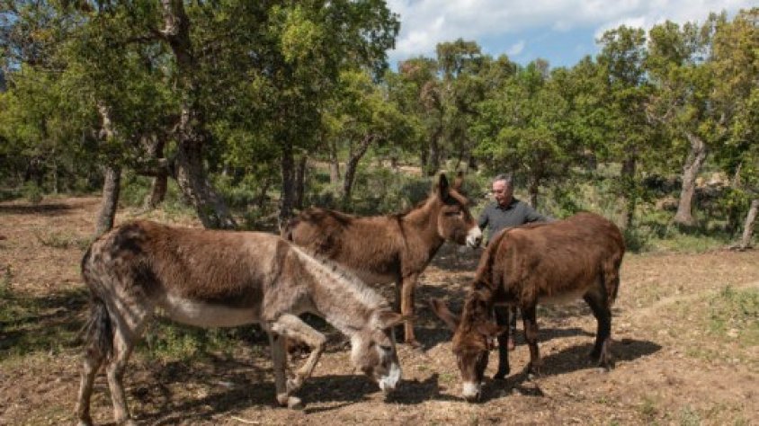 Els animals, al recinte on pasturen