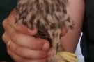 La Guàrdia Civil salva una cria de falcó a la Jonquera