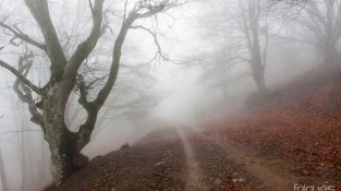 Imatge de les Fagedes de La Tenyareda, sota el Puig Neulós