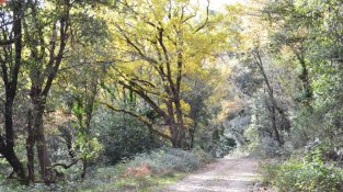Bosc del coll del Portell, entre la Jonquera i Agullana