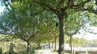 Una de les trampes, al camp de futbol