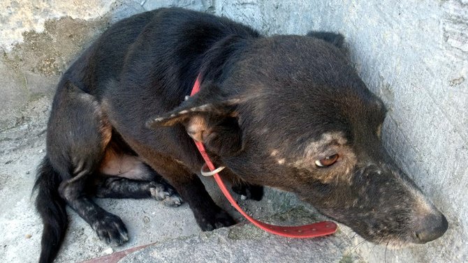 Un dels gossos comisats