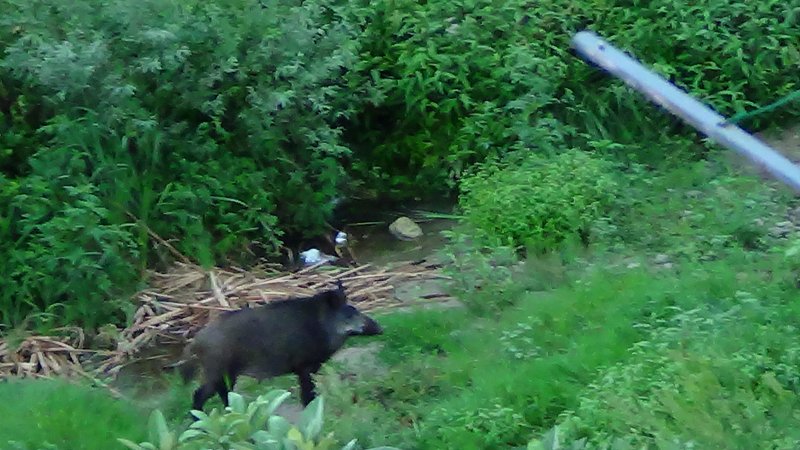 Últimament ja no es fa estrany veure porcs en zones urbanes