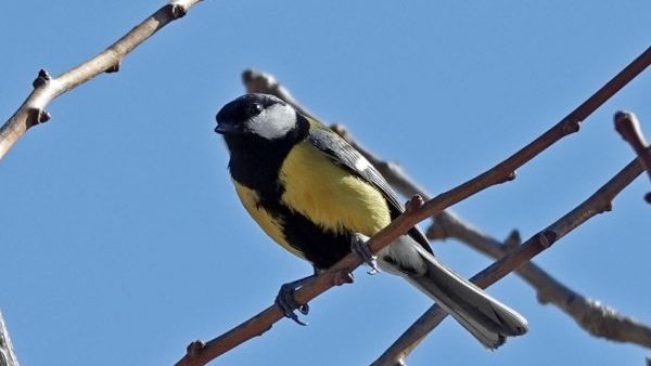 Un dels que ha vist és la mallarenga carbonera