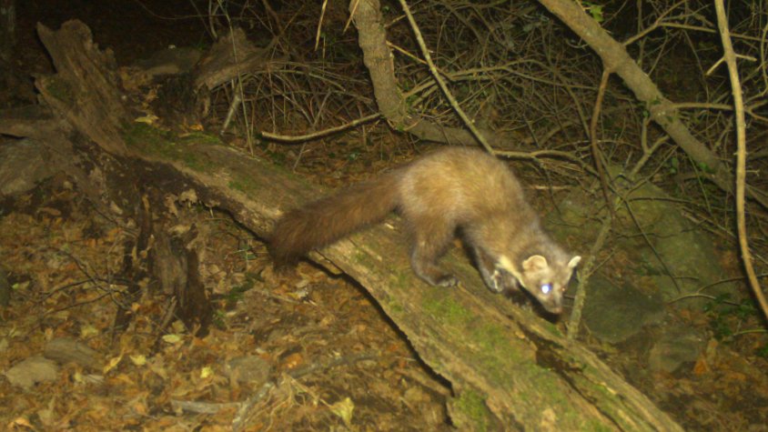 Mai abans s'havia datat una marta a l'Albera
