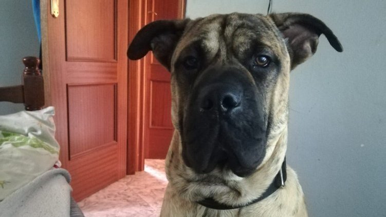 Max, el gos de raça presa canària propietat de Pablo de Miguel