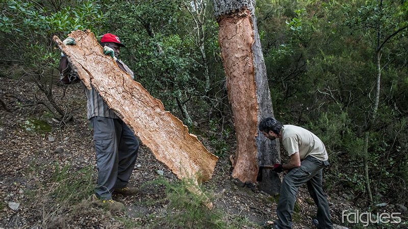L'extracció es fa manualment, seguint una tècnica ancestral