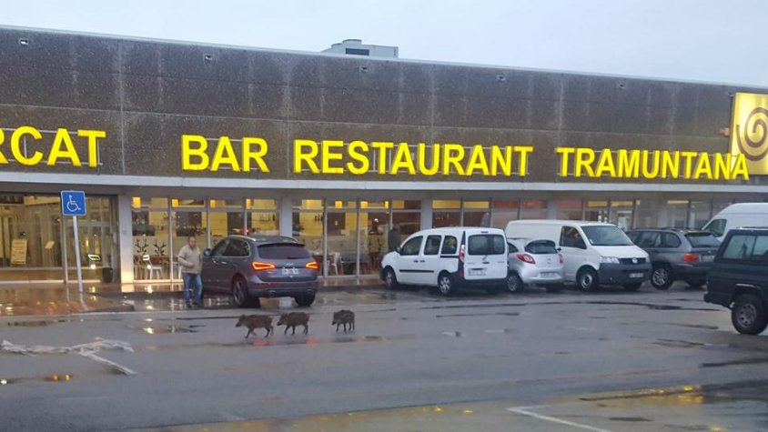 Tres cries a davant del supermercat Tramuntana