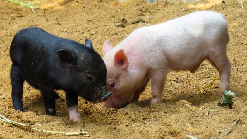 Tindria capacitat per a 1.900 animals