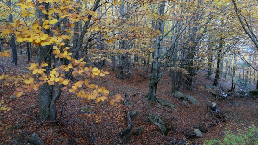 Fageda del vessant est, o de llevant, del Roc de Fraussa, al massís de Les Salines, entre les cotes 1.200 i 1.400