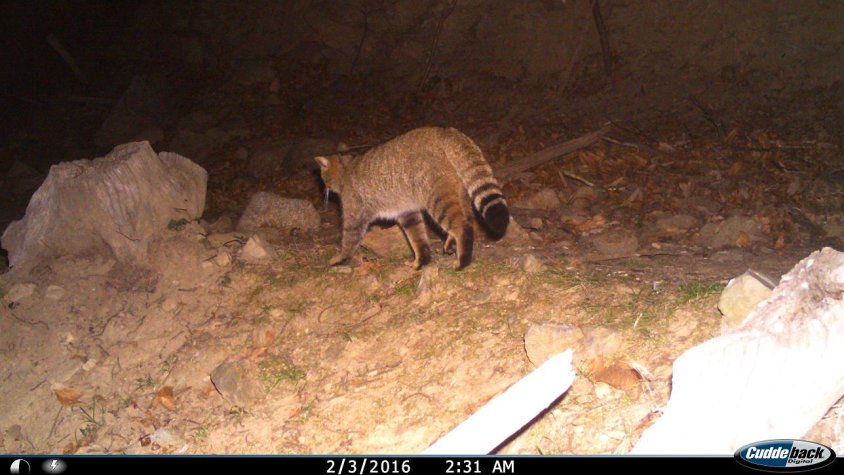 Imatge d'un dels gats obtinguda amb el fototrampeig