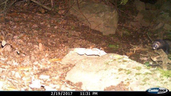 Imatge presa amb una càmera a l'Albera