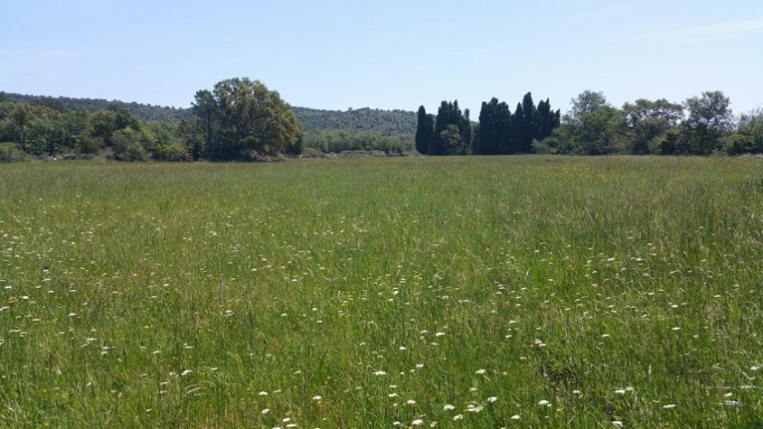 Els prats de dall són hàbitats seminaturals molt rics en biodiversitat