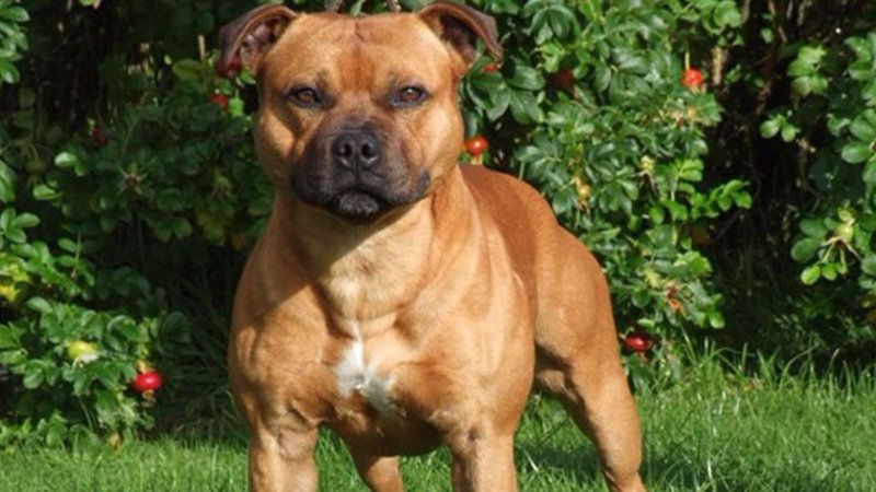 A la imatge, un gos de la raça Staffordshire Bull Terrier