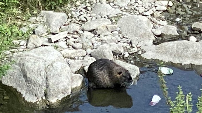 Coipú al Llobregat d'Empordà, des del pont del carrer Àrias Comellas