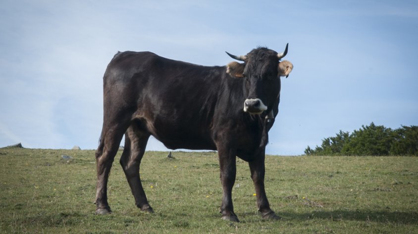 Un exemplar de vaca de l'Albera. Imatge d'arxiu.