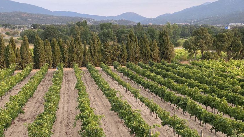 Els senglars obliguen a avançar la verema a l'Albera