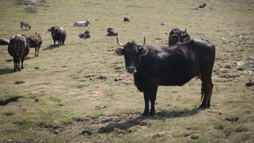 La raça és una espècie en perill d'extinció