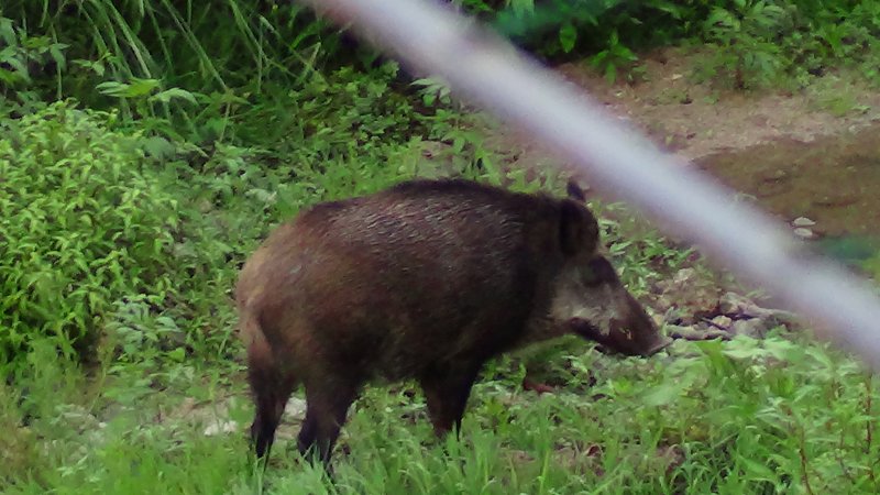 Cada cop és més habitual veure els animals rondant per la Jonquera (imatge d'arxiu)