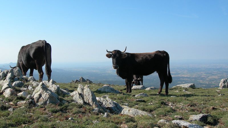 Vaques de l’Albera 'netejaran' la muntanya Gran del Montgrí