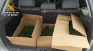 Troben 312 plantes de marihuana i 39,7 kg d'haixix en dos cotxes