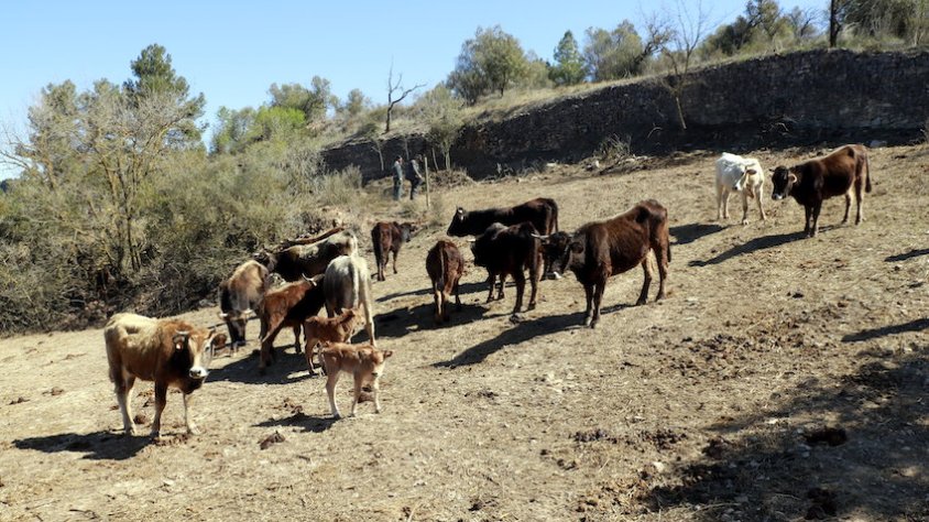 El ramat està format per 16 vaques i un toro