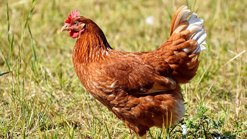 L'animal estava ajagut i lligat a davant d'uns sensors