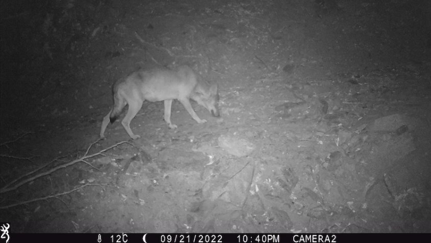 Imatge presa amb la càmera instal·lada a la zona afectada
