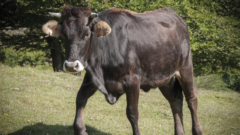 Exemplar de vaca de l'Albera