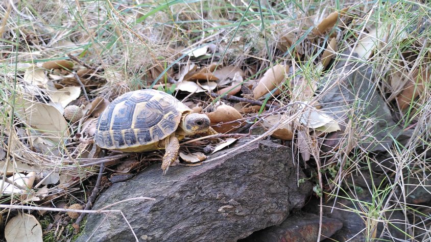Un dels exemplars reintroduits al Cap de Creus