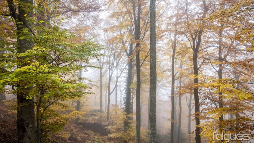 Imatges captades aquesta setmana per Falgués Fotografia (cliqueu per ampliar)