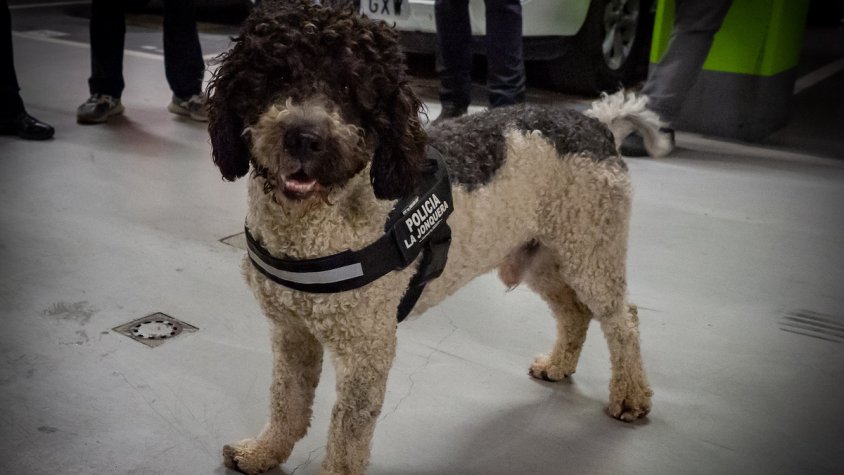 En Mitu està especialitzat en la recerca de drogues