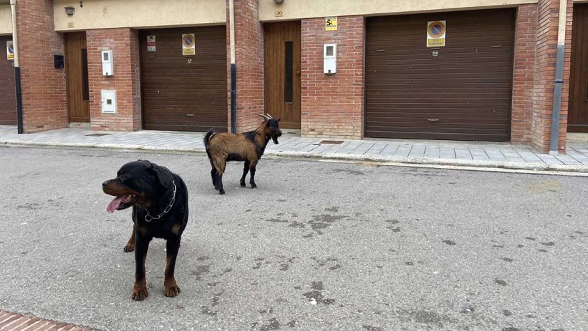 La cabra i el gos, al centre d'Agullana