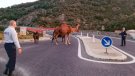 Un dromedari i diversos bous s'escapen d'una finca i provoquen un accident a l'N-II