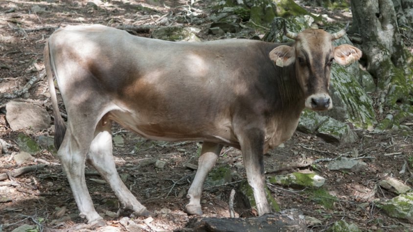 La vaca pastura per boscos jonquerencs