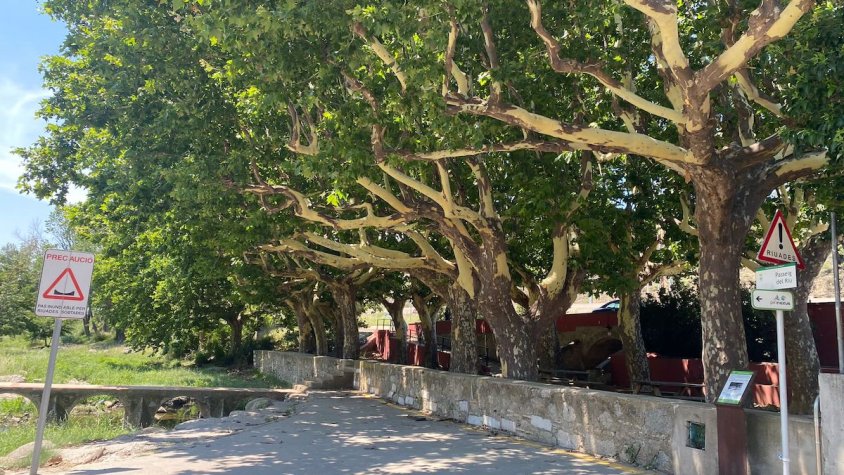 Els arbres del poble s'estan quedant pelats