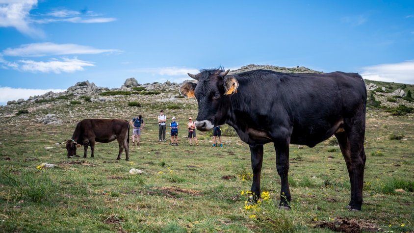 La recuperació de la vaca de l'Albera arriba a la vall del Corb