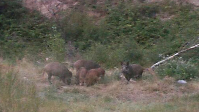 Imatge d'arxiu de senglars al carrer Nord de la Jonquera