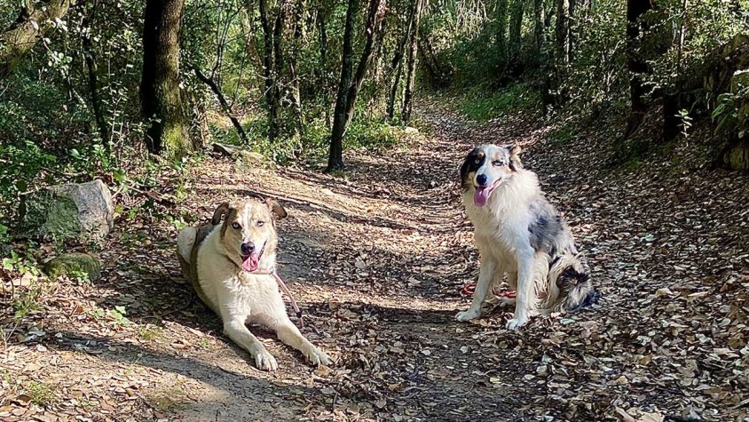 La normativa estableix que a l'espai públic els gossos han d'anar sempre lligats